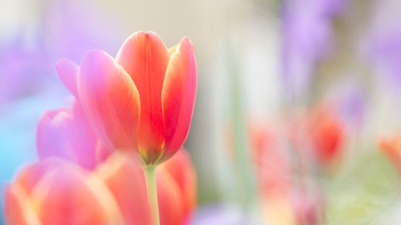 Red Tulip in Bloom — Serene, Spring, Photograph, Flower