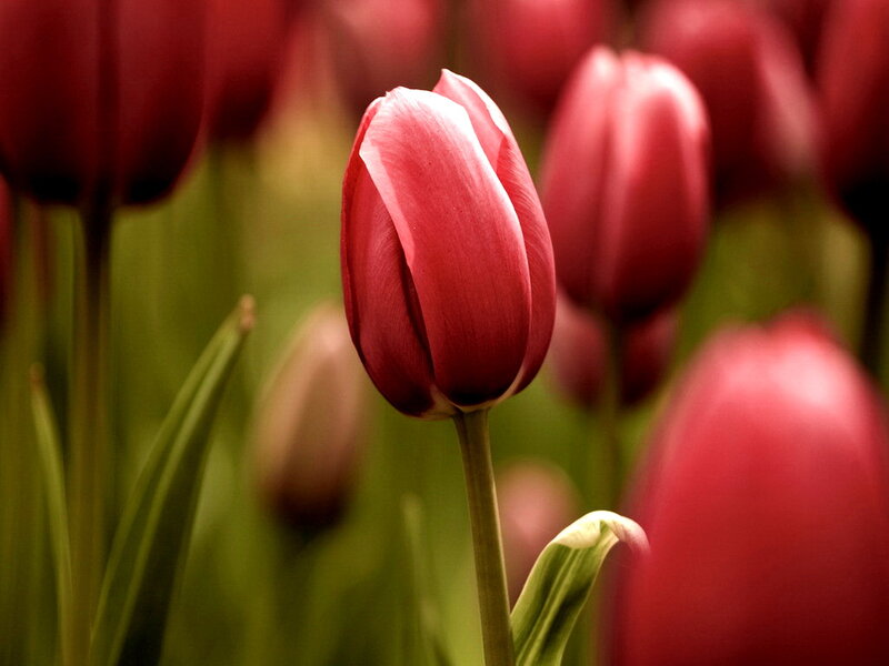 Red Tulip in Bloom — Serene, Spring, Photograph