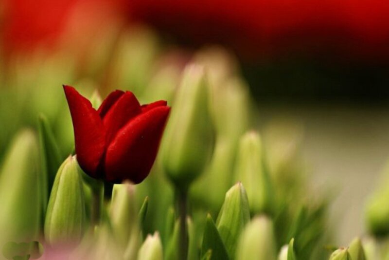 Red Tulip in Bloom — Serene, Spring, Photograph, Tulips