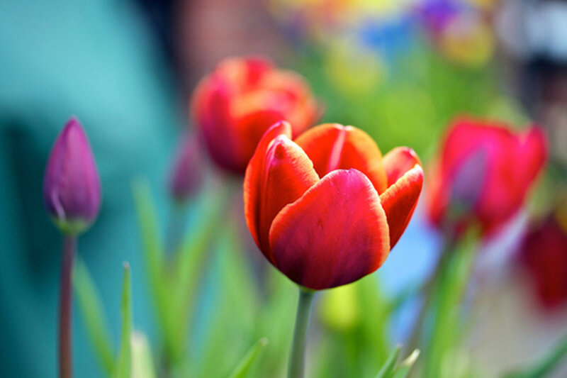Red Tulip in Bloom — Serene, Spring