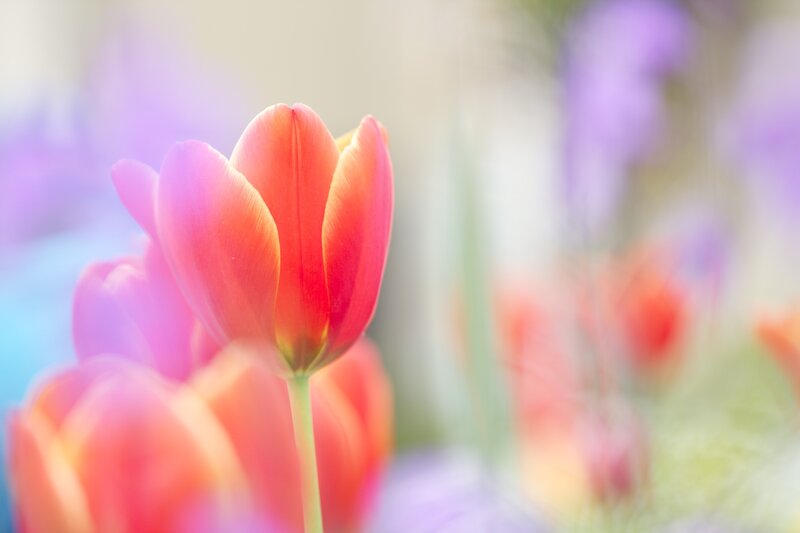 Red Tulip in Bloom — Serene