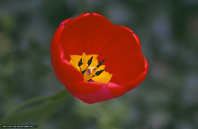 Red tulip in bloom