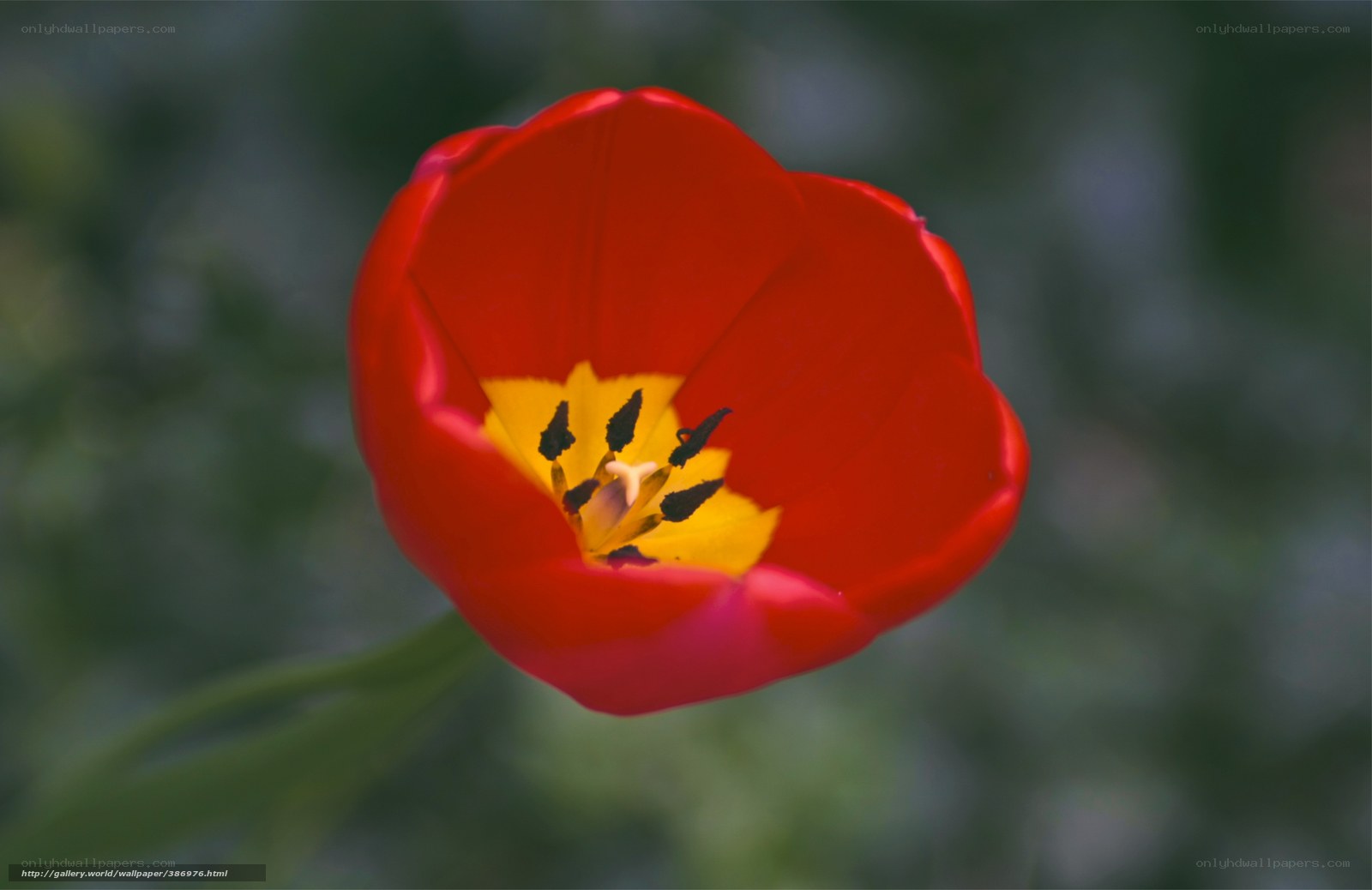 Red tulip in bloom