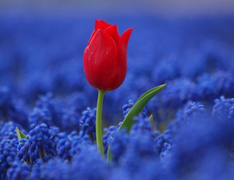 Red Tulip in Blue Flowers