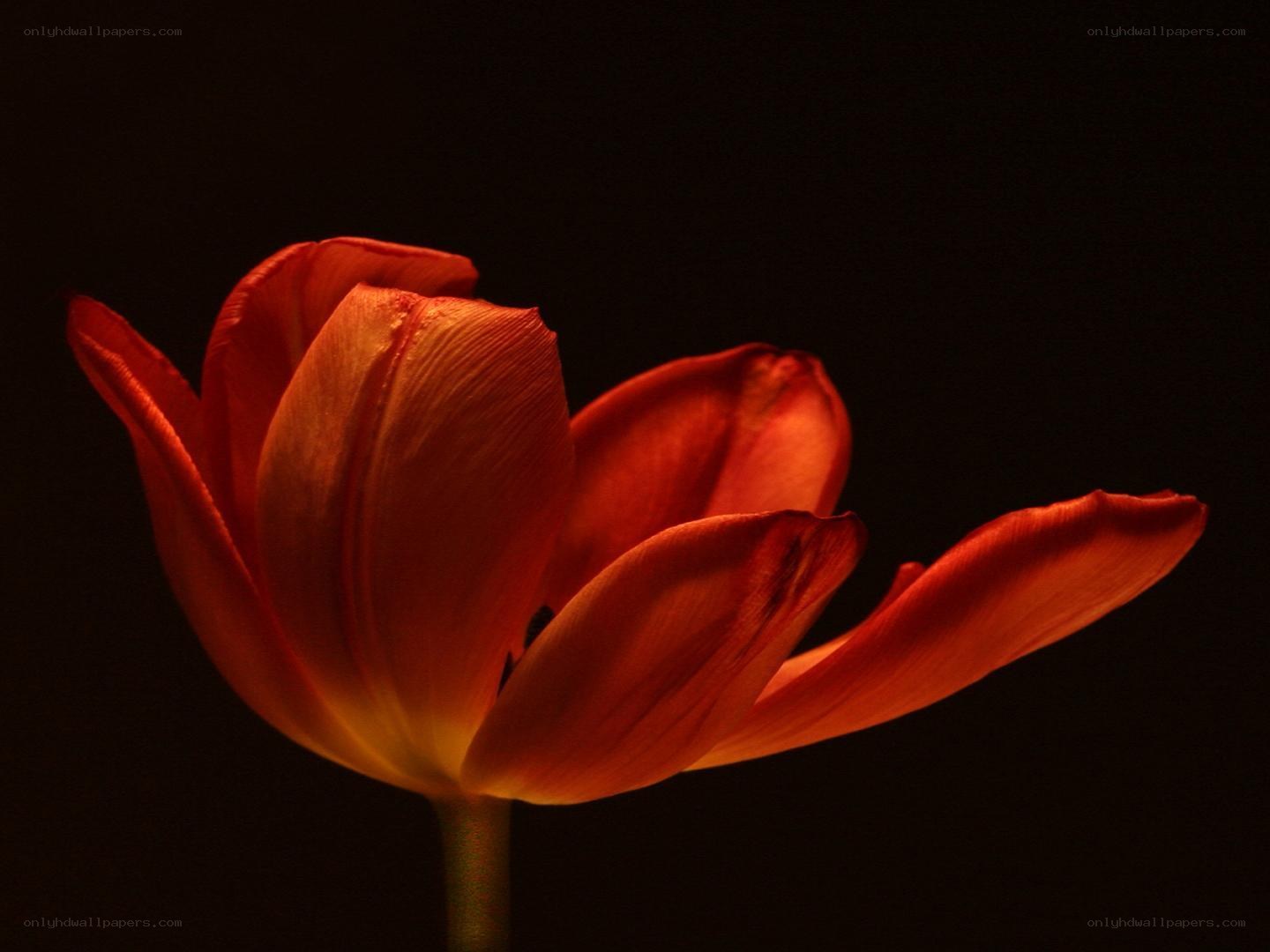 Red tulip in dark light
