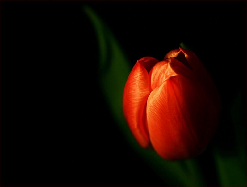 Red tulip in darkness