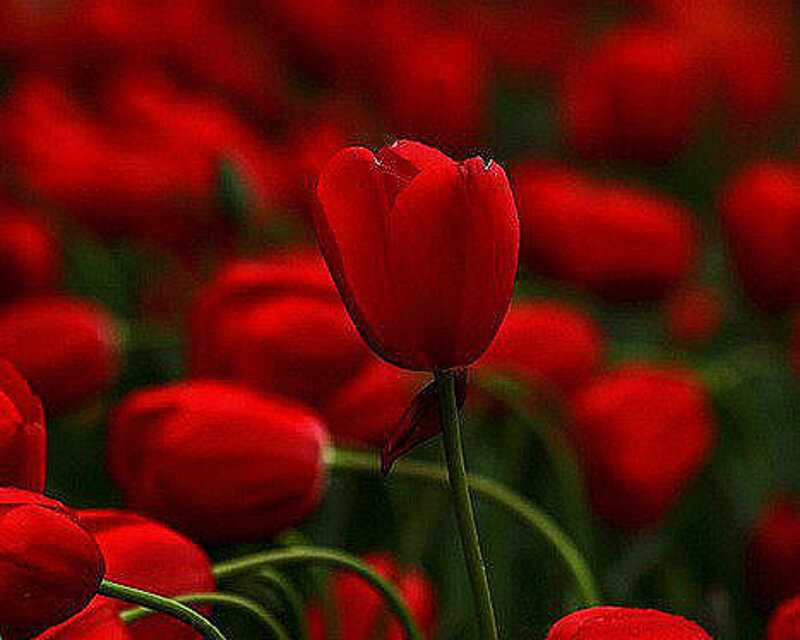 Red Tulip in Field — Serene, Photograph