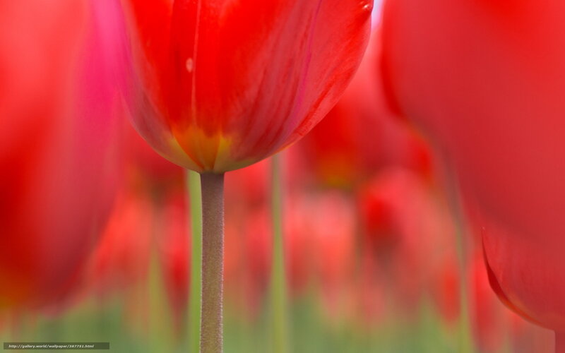Red Tulip in Field — Serene, Spring, Photograph, Flower