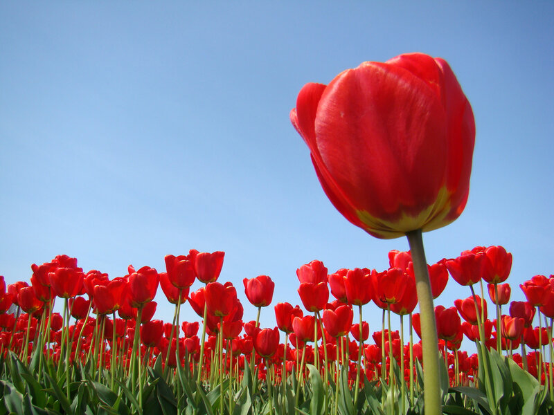 Red Tulip in Field — Serene, Spring, Photograph, Sky