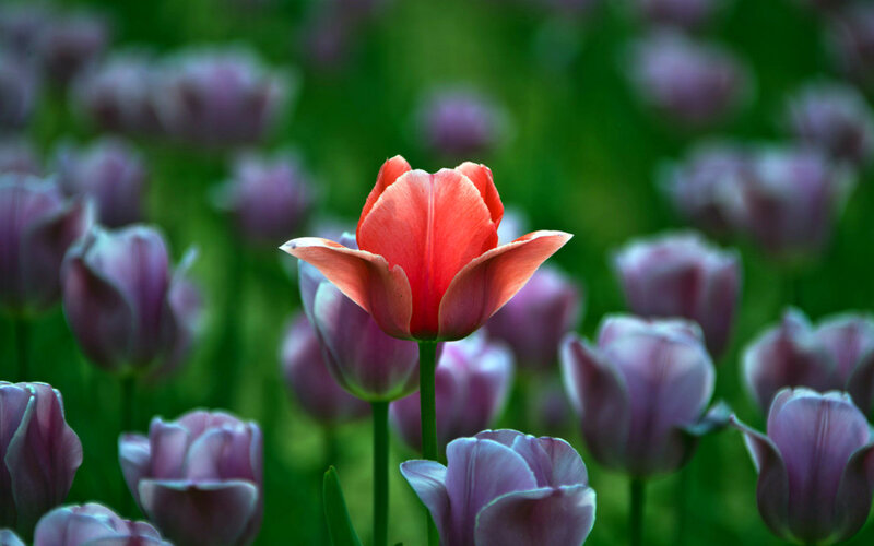 Red Tulip in Field — Serene, Spring, Photograph, Tulips, Green Grass