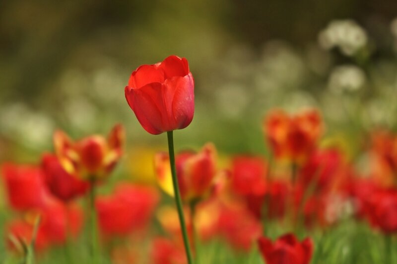 Red Tulip in Field — Serene, Spring, Photograph, Tulips