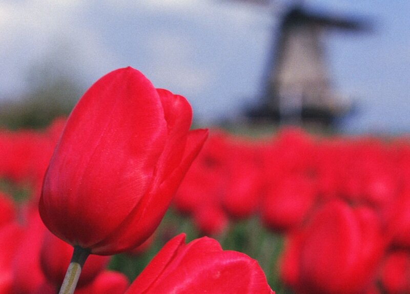 Red Tulip in Field — Serene, Spring