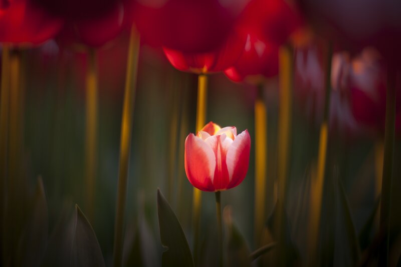 Red Tulip in Field — Serene, Sunset, Photograph