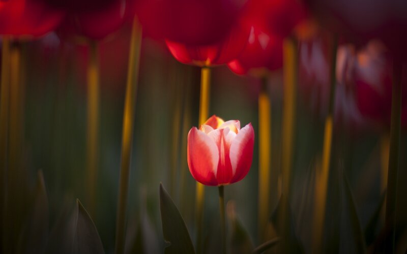 Red Tulip in Field — Serene, Sunset