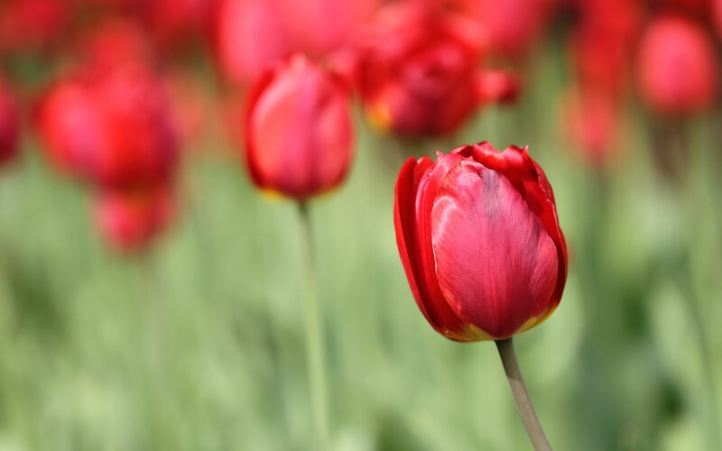 Red Tulip in Field — Serene