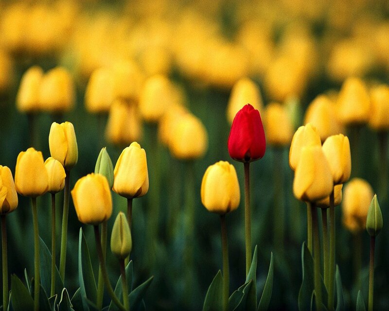 Red Tulip in Field