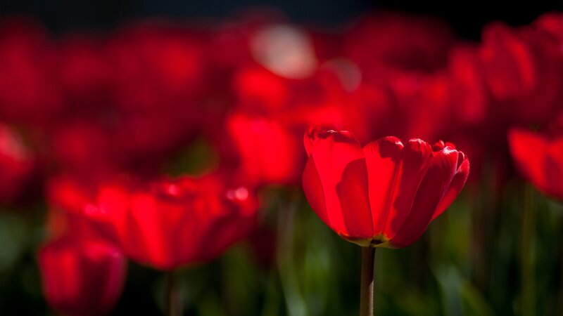 Red Tulip in Focus — Dramatic, Afternoon