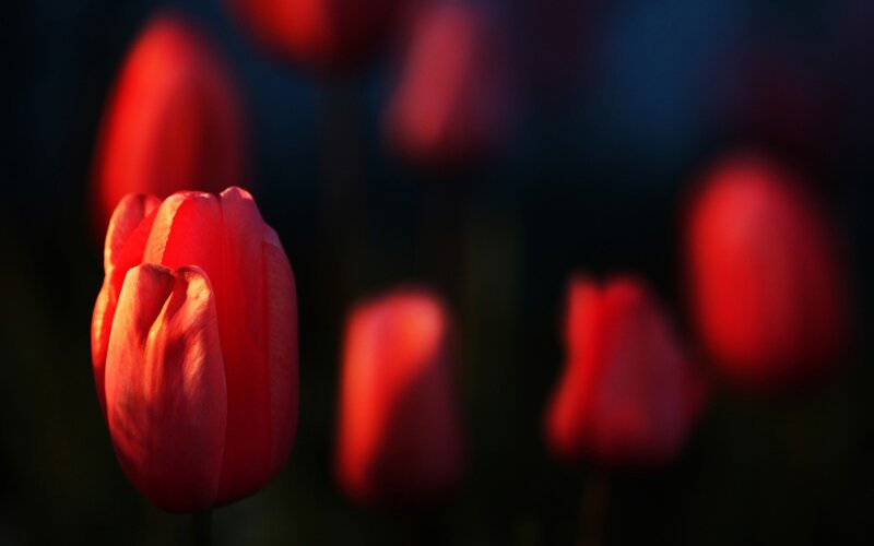 Red Tulip in Focus — Dramatic, Night