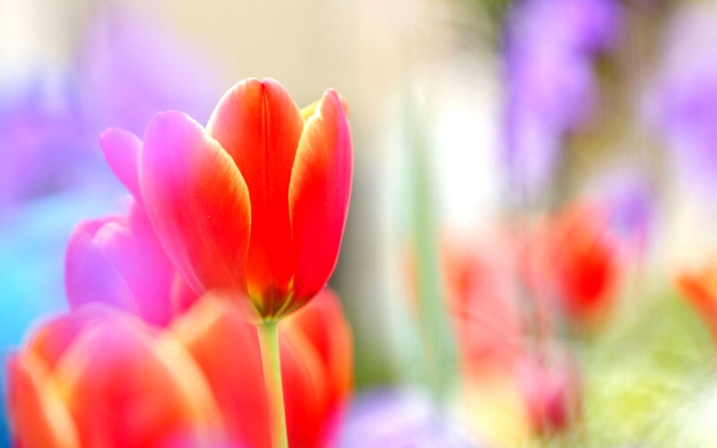 Red Tulip in Focus — Serene, Spring, Photograph