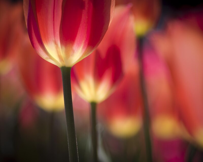 Red Tulip in Focus — Serene, Spring, Photograph, Tulips