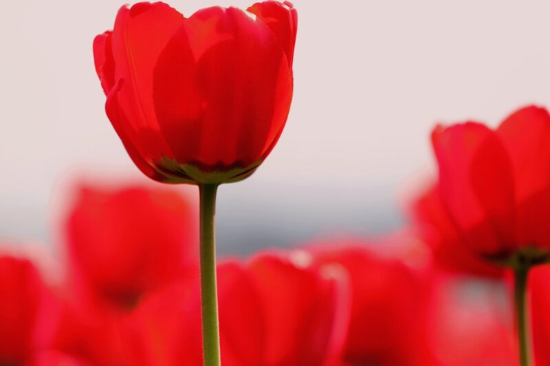 Red Tulip in Focus — Serene, Spring