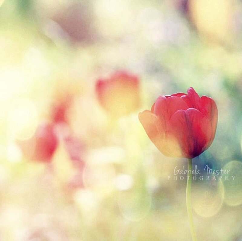 Red Tulip in Focus — Serene