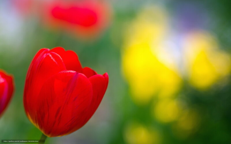 Red tulip in garden