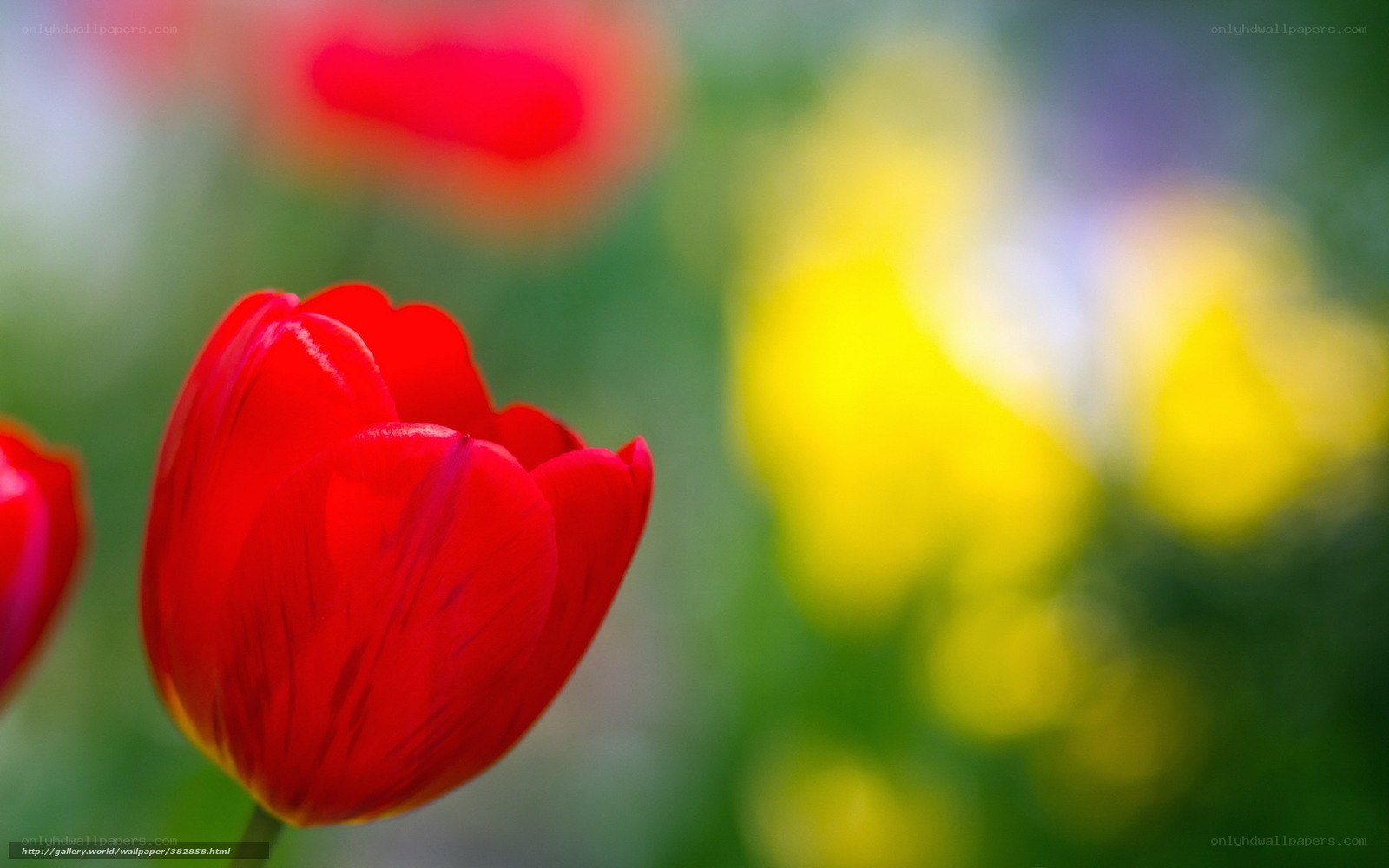 Red tulip in garden