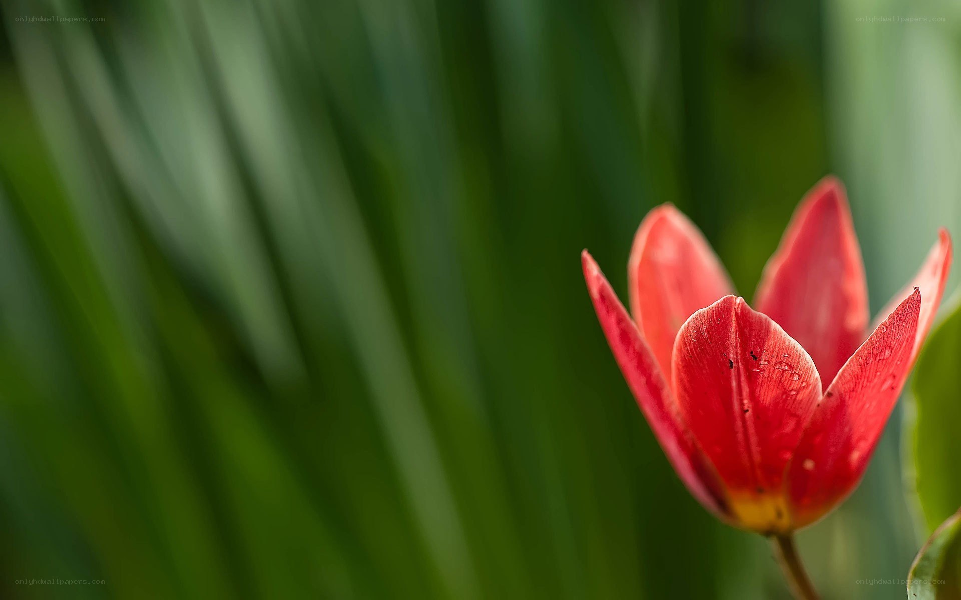 Red tulip in garden
