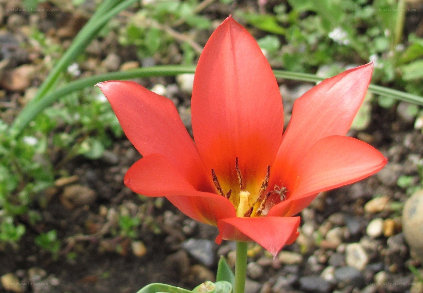 red tulip in garden