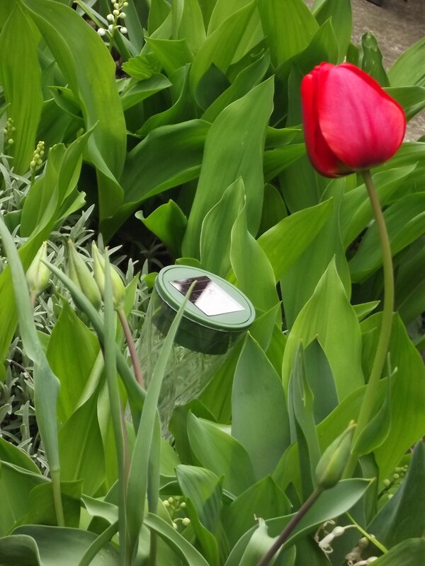 Red Tulip in Garden — Calm