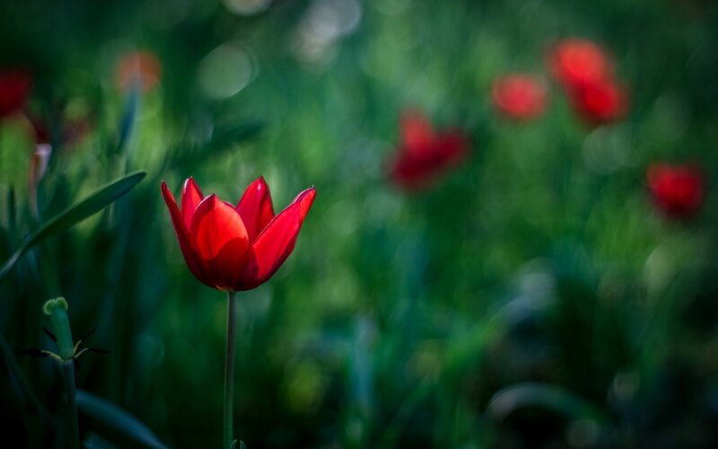 Red Tulip in Garden — Serene, Spring, Photograph