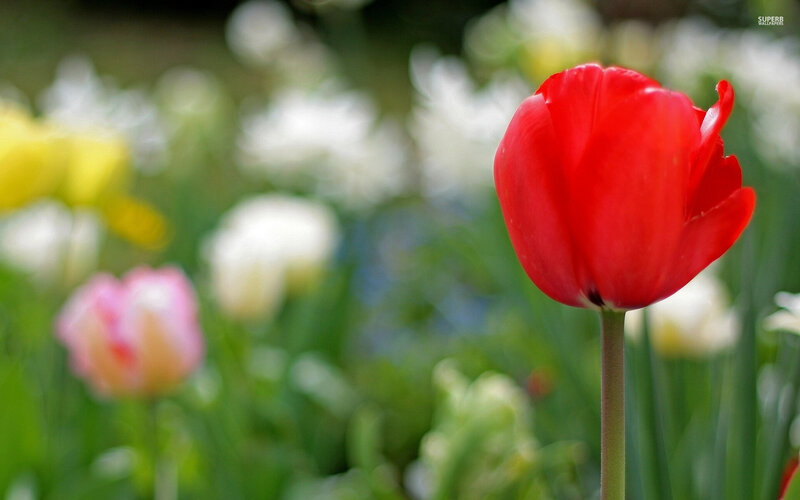 Red Tulip in Garden — Serene