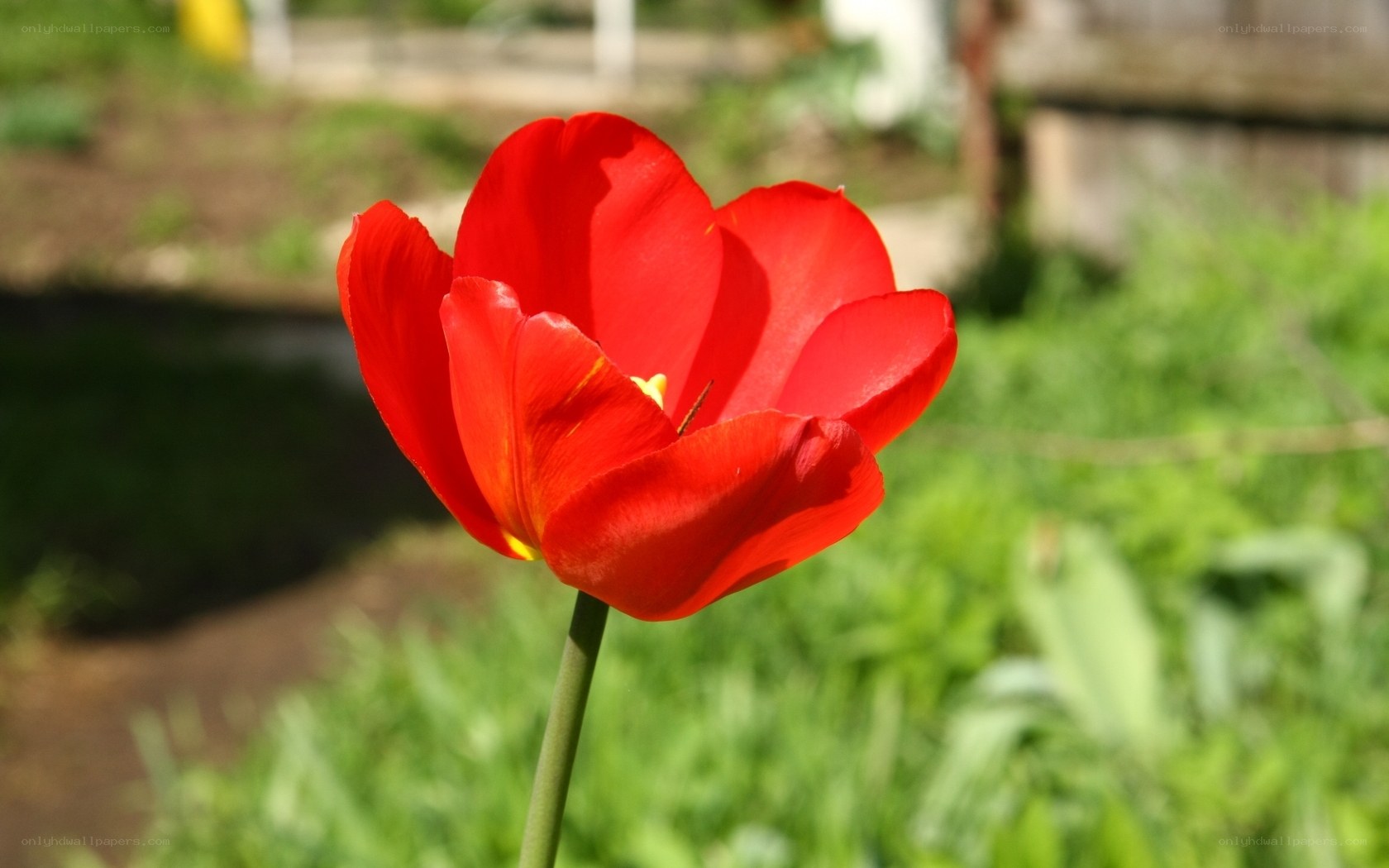 Red tulip in garden