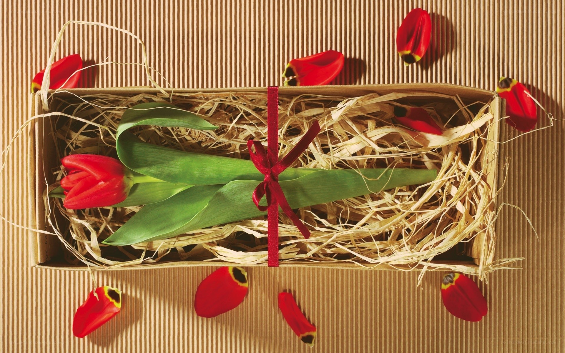 Red tulip in gift box