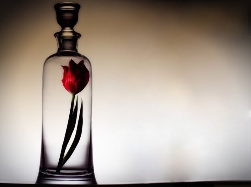 Red Tulip in Glass Bottle