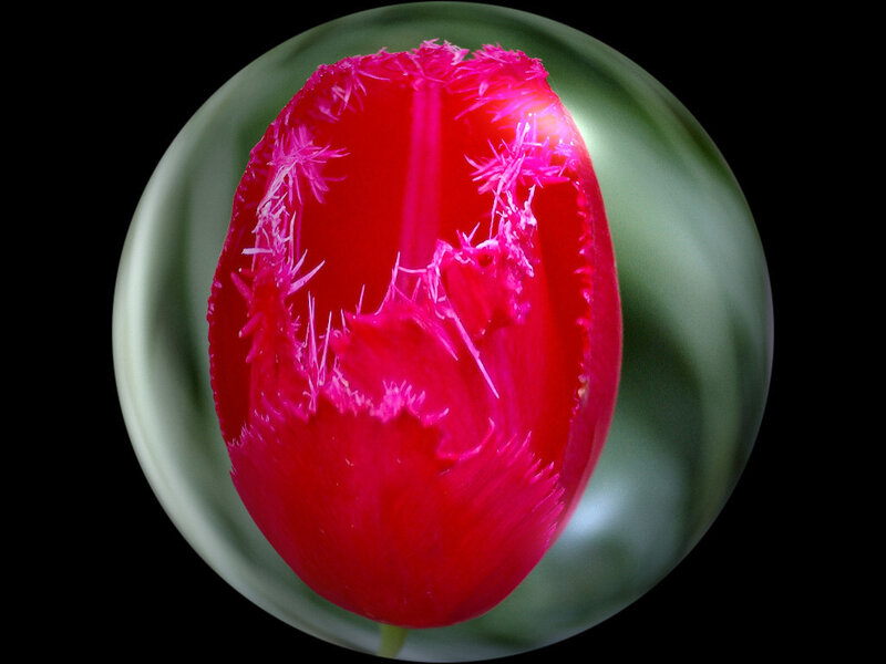 Red Tulip in Glass Sphere