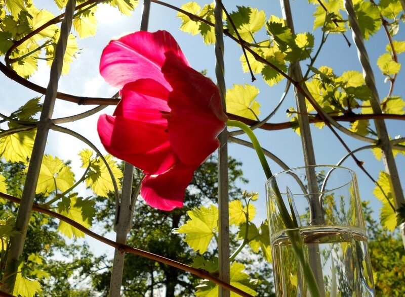 Red Tulip in Glass