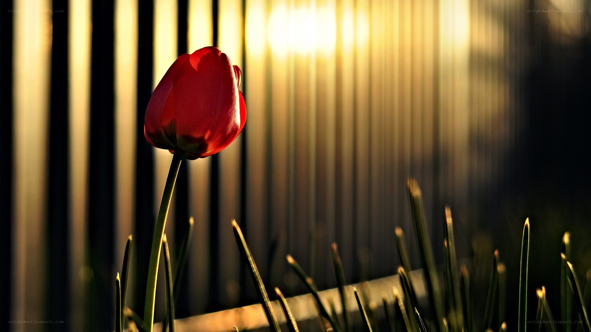 Red tulip in golden light