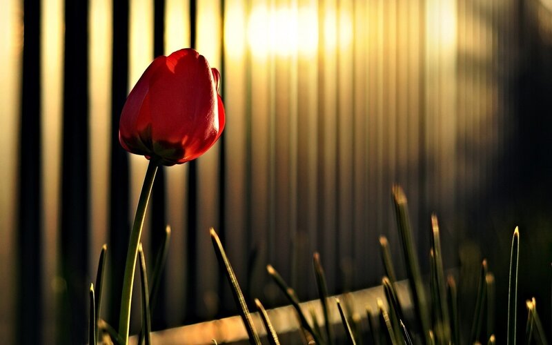 Red tulip in golden light
