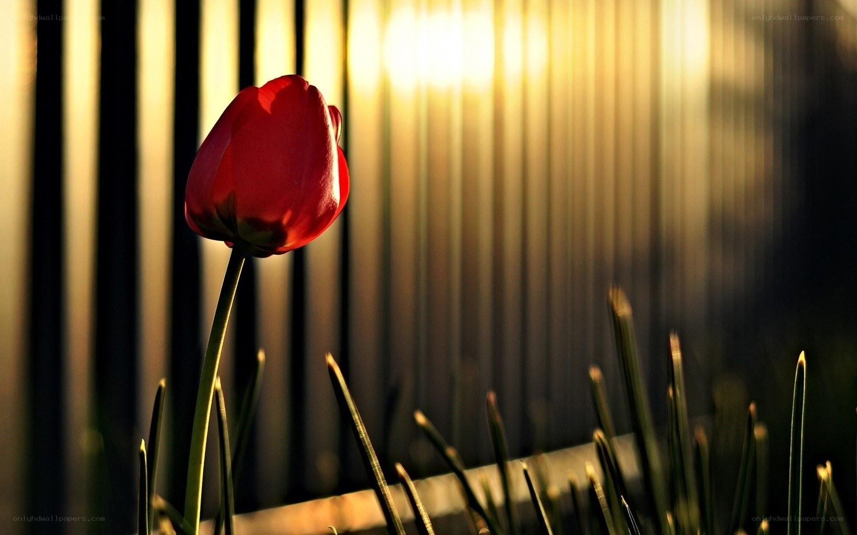 Red tulip in golden light