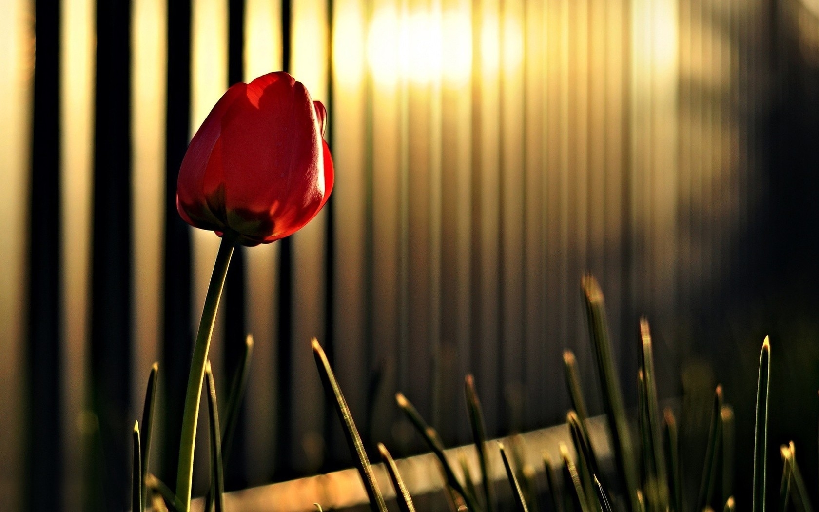 Red tulip in golden light