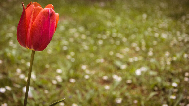 Red Tulip in Grass — Serene