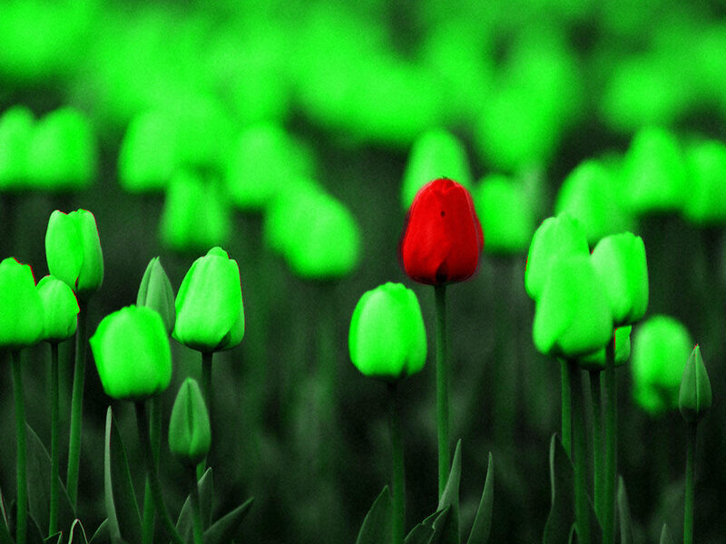 Red tulip in green field