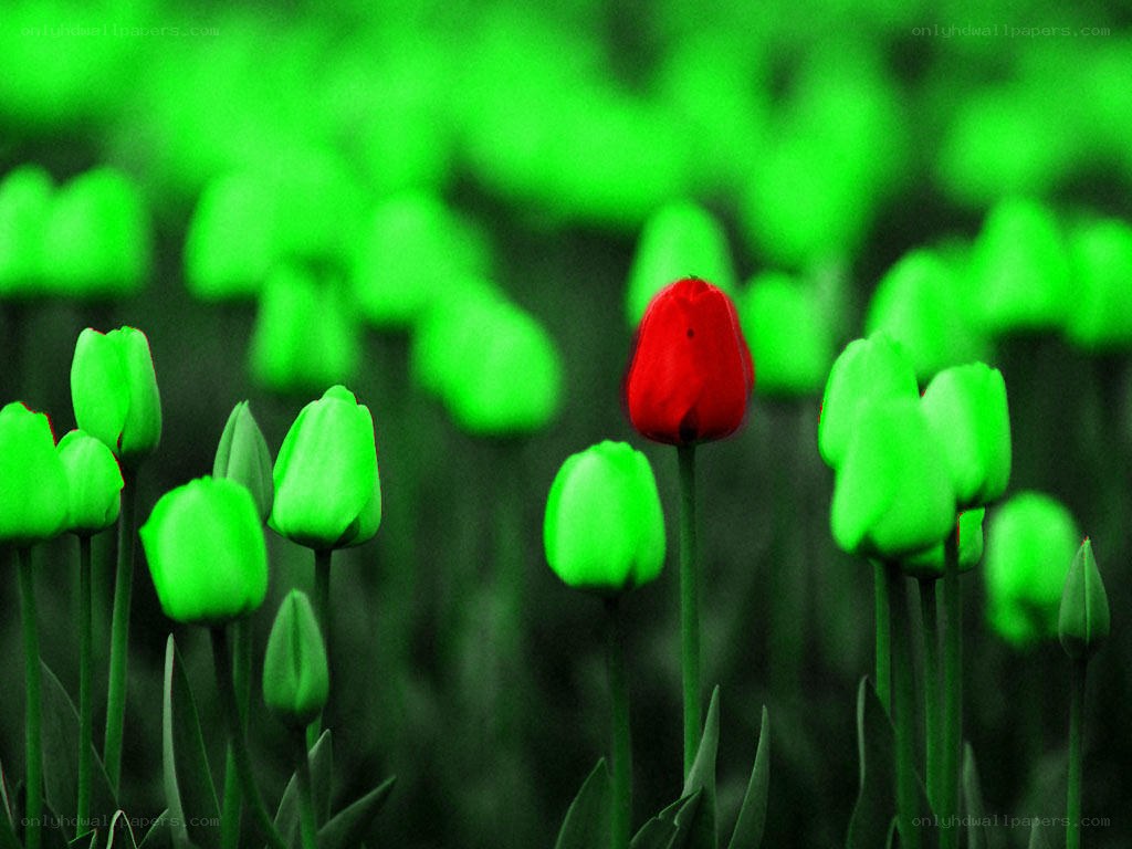 Red tulip in green field
