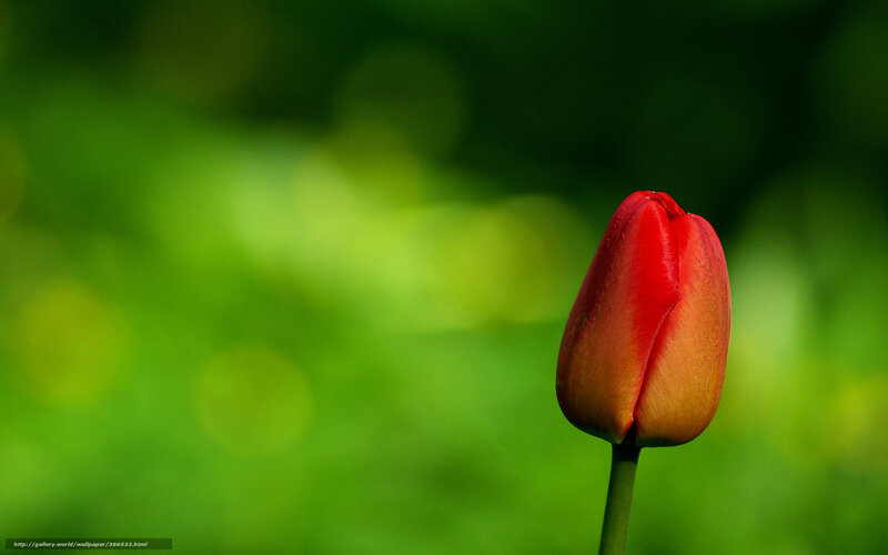 Red tulip in green garden