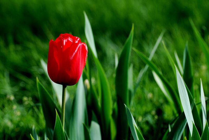 Red tulip in green grass