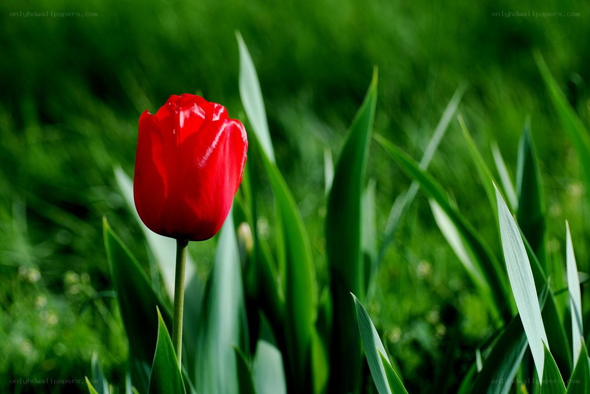 Red tulip in green grass