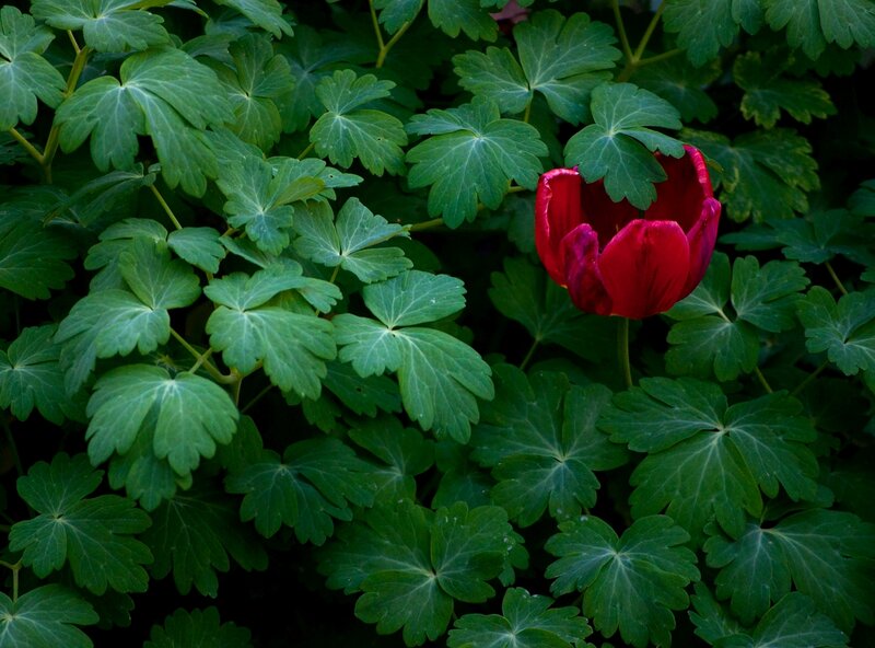 Red Tulip in Green Leaves
