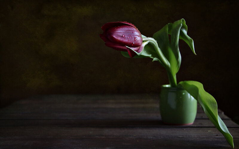Red Tulip in Green Vase